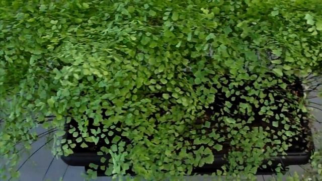 Capillaire de Montpellier - Adiantum capillus-veneris смотреть онлайн