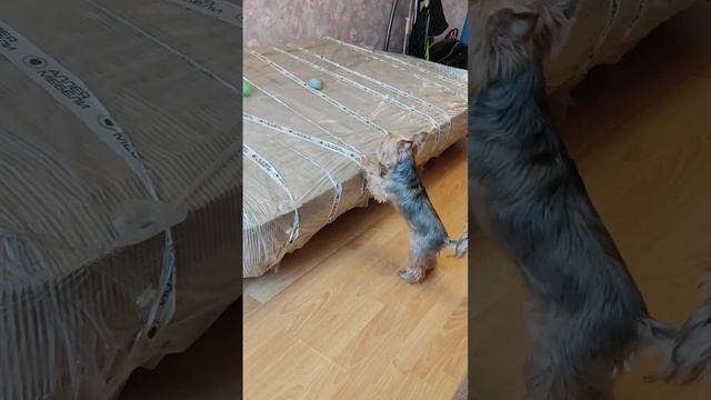 Реакция Муси и Билли на новый диван))) Как люди...