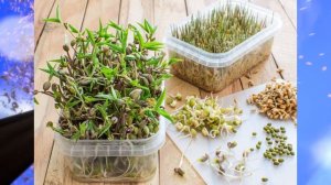 Биология, 6 кл., § 6 "Условия прорастания семян"