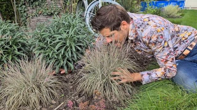 New 2022 variety: Schizachyrium Chameleon смотреть онлайн