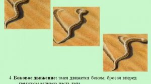 Внутреннее строение. Жизнедеятельность пресмыкающихся.AVI