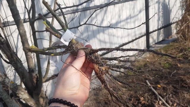 Новые розы из Питомника Анастасия. Распаковка Часть 3. смотреть онлайн