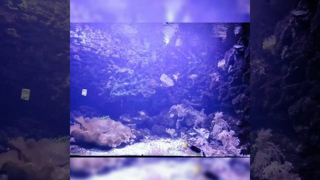 немецкий зоопарк част 6 смотреть онлайн
