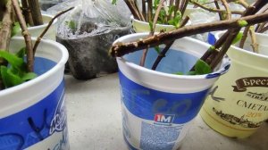 Укоренение метельчатой гортензии в воде.Как дают корни разные сорта.Пересадка в грунт.