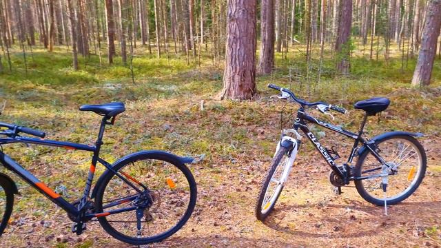 Национальный парк Лахемаа в Эстонии, отдых на природе, Эстония #эстония #природа #отдых #прибалтика смотреть онлайн