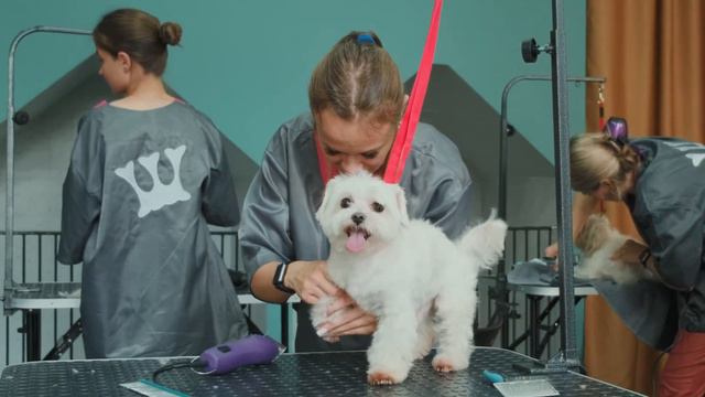 БАЗОВЫЙ КУРС ГРУМИНГА / ОБУЧЕНИЕ ГРУМИНГУ / КУРСЫ ГРУМИНГА / GROOM SCHOOL