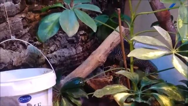 Varanus Indicus- Mangrove Monitor смотреть онлайн