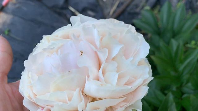 Paeonia SOLANGE (Lemoine, 1907)