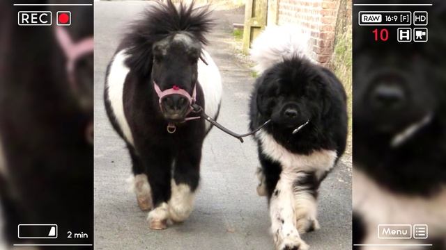 20 СОБАК КОТОРЫЕ НЕ ОСОЗНАЮТ НАСКОЛЬКО ОНИ ОГРОМНЫ смотреть онлайн