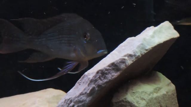 nikon p520 sample video смотреть онлайн