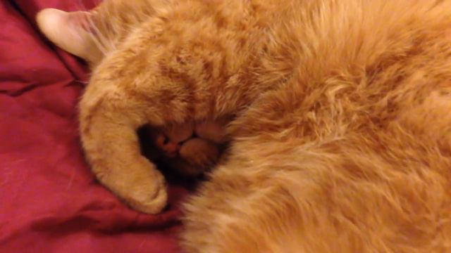 Вот такой храпун живёт у нас. Кот по имени Пампкин ( Тыква) смотреть онлайн