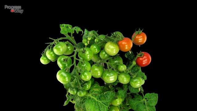 НЕ УДАЛЯЙТЕ ЭТОТ ПАСЫНОК НА ТОМАТАХ УРОЖАЙ БУДЕТ В 4 РАЗА БОЛЬШЕ! смотреть онлайн