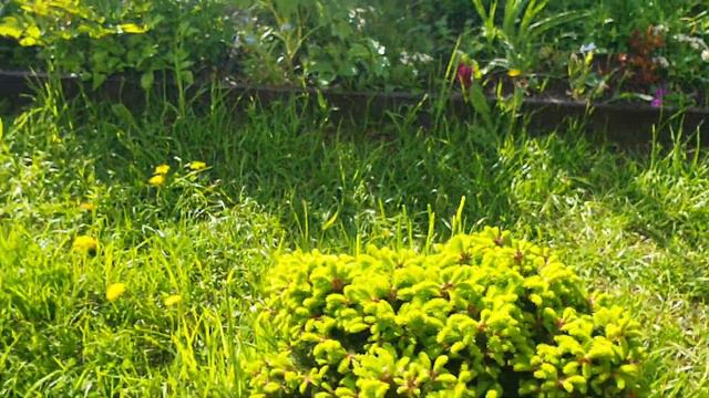 Природа в середине Мая🌺🌾🌿Распускаются цветы🌞❤😻 смотреть онлайн