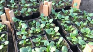 Виола/Анютины глазки к 8 марта. Выращивание. Уход.