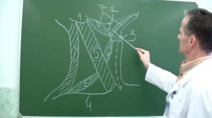 Топография треугольников шеи