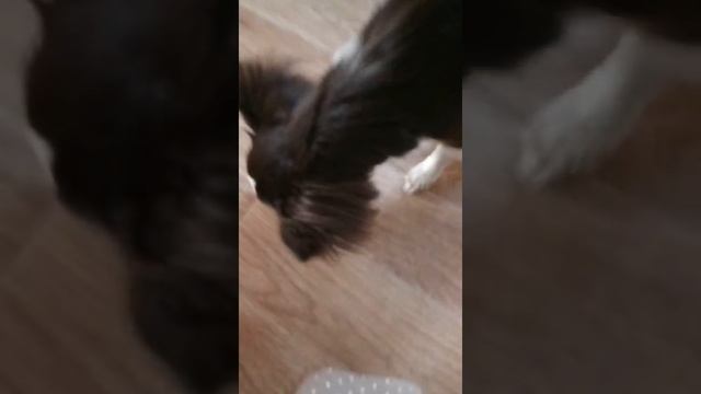 Как научить собаку команде сидеть ?ответ в этом видит ! Я и Белла(чихуахуа)#Белла#милаясобачка#няша смотреть онлайн