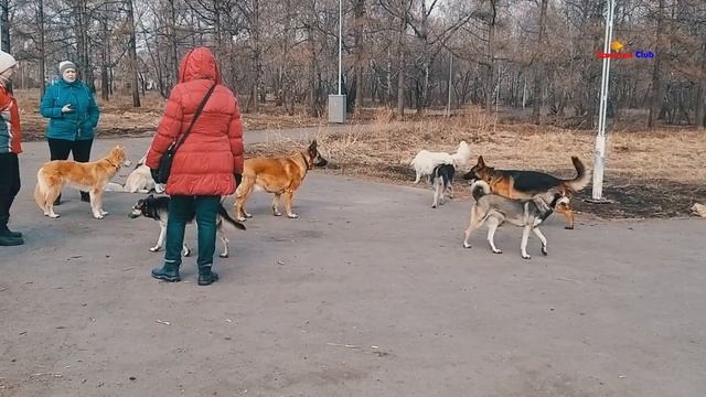 Что будет если ты заведёшь щенка Ответы на важные вопросы смотреть онлайн