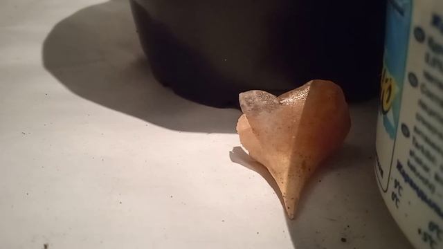 Сажаю тюльпаны в ноябре. смотреть онлайн