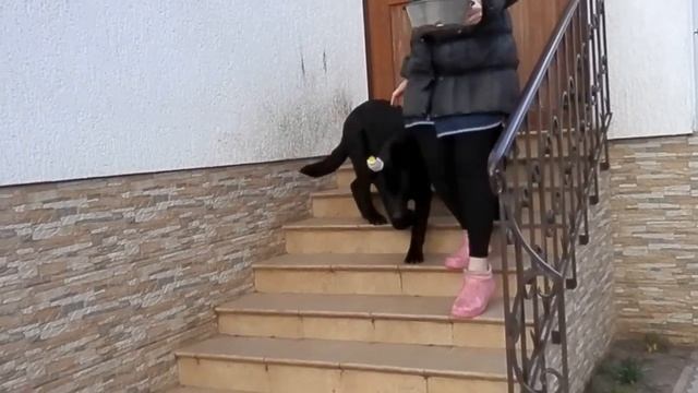 Послушные щенки черной немецкой овчарки Баги и Рэй 5 мес. Одесса. смотреть онлайн