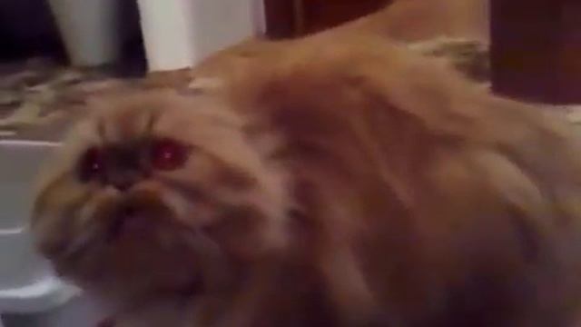 Озверелая кошка кидается на хозяйку смотреть онлайн