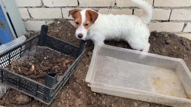 БУДНИ ДЖЕК РАССЕЛ ТЕРЬЕРА. В деревню на пару дней. смотреть онлайн