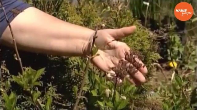 Гортензия метельчатая – как разводить в саду смотреть онлайн