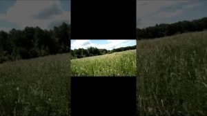 Эспарцет,способы посева.