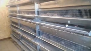 Легкая уборка помета в клетке для перепелов благодаря ЛЕНТОЧНОЙ СИСТЕМЕ ПОМЕТОУДАЛЕНИЯ!