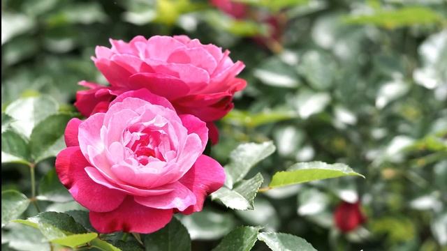 Is This Rose for Real, or Is It Fake? Blue Rose, Rainbow Rose смотреть онлайн