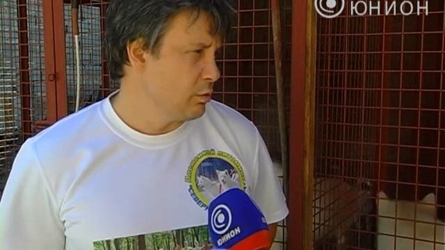 Собаки смотреть онлайн