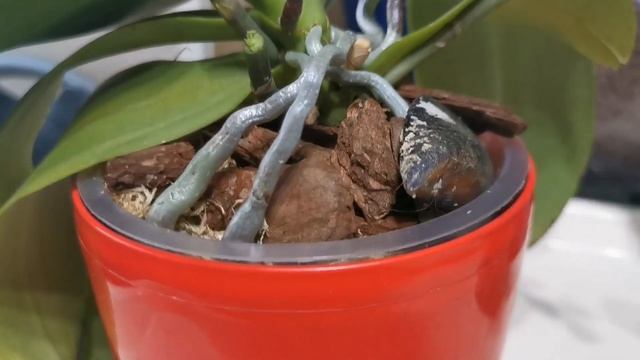 Фаленопсис Грация с детками на цветоносах. ?? смотреть онлайн