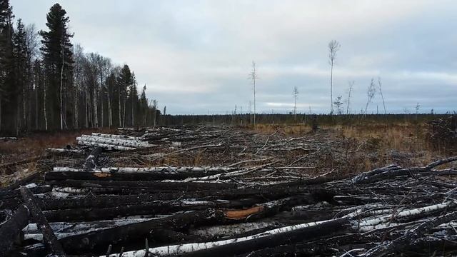 ЗАБРАЛИ КЕДР И УЕХАЛИ! - ПРАВДА ПРО САНИТАРНУЮ ВЫРУБКУ В КРАСНОЯРСКОМ КРАЕ! смотреть онлайн