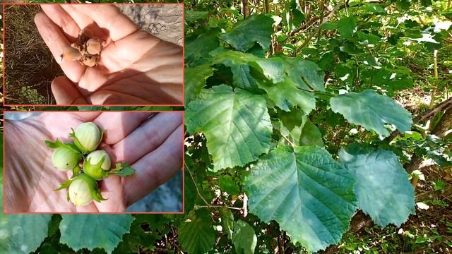 Кисловодск: Замок коварства и любви — с какой скалы сбросился несчастный Али (21-я прогулка) смотреть онлайн