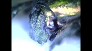 Красивый зеленый жук под микроскопом