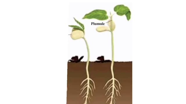 Scert Class 5/Basic Science chapter 4/Life within the seed English medium/Malayalam/Kerala syllabus смотреть онлайн