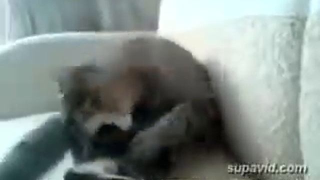 кот бёт сам себя смотреть онлайн