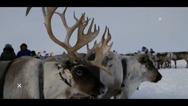 ПРИРОДА ЯМАЛА смотреть онлайн