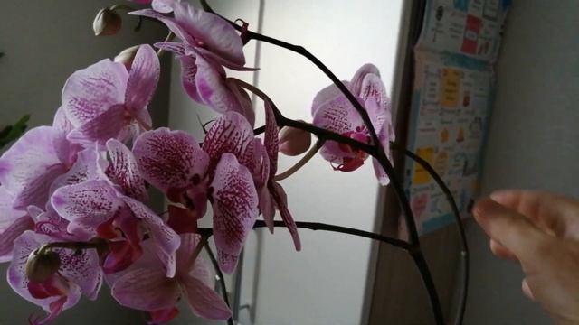 22.08.22г.Орхидея МЕЛОДИЯ розовое облако. смотреть онлайн