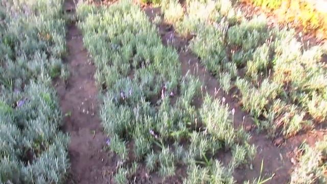 Обучение Игре на Инструменте