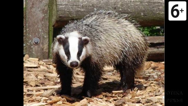 Удивительные соседи. Барсук