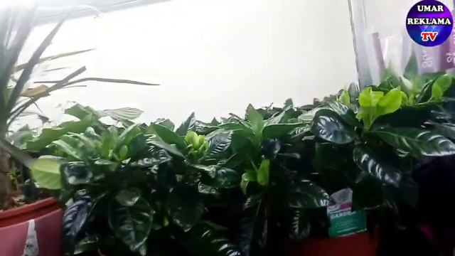 😱ЭНГ"Жаны~Гулдор ушул жерде экен тез коруниздер🌷🌻🌱👍🏻 смотреть онлайн
