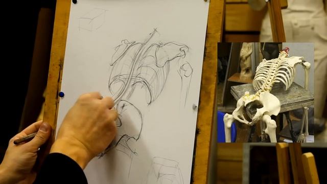 Обучение рисунку.Фигура. 15 серия. Рисунок скелета 2 смотреть онлайн