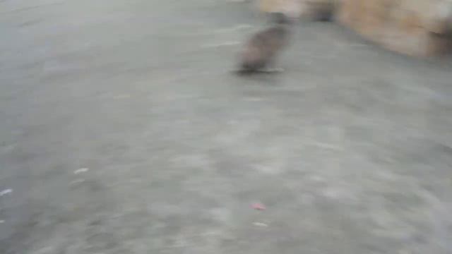 Eilat Израиль, набережная котов смотреть онлайн