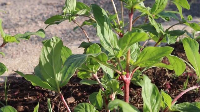 Growing Gomphrena from Seed • Heat Tolerant Cut Flower смотреть онлайн