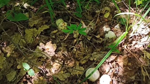 Веселка обыкновенная (Phallus impudicus) огромная поляна. Где искать гриб? смотреть онлайн