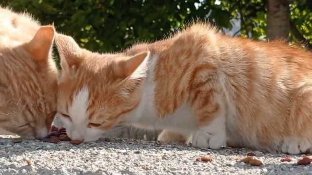 Baba Kedi Çok Heyecanlı. смотреть онлайн