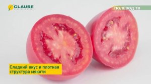 ОБЗОР ТОМАТА "КОНГО F1" ДЛЯ ВЫРАЩИВАНИЯ В ТЕПЛИЦЕ! #розовыйтомат #теплица #томаты #тепличныйбизнес