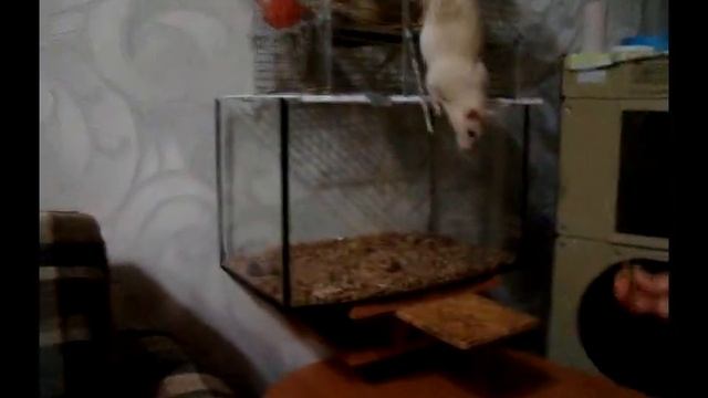 Чем ещё мы кормим крыс? смотреть онлайн