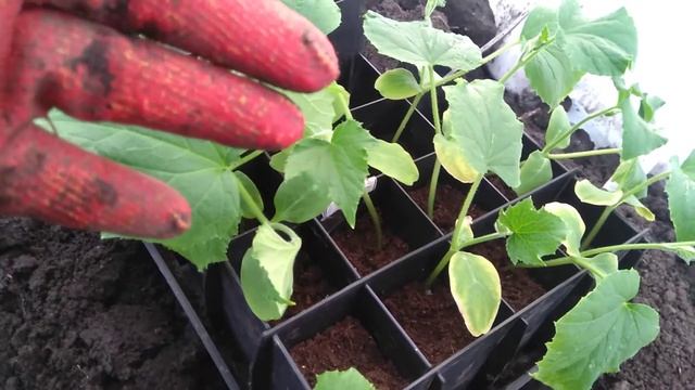 Огурцы высажаю и крапиву режу в каждую лунку.Это зелёное удобрение для всей рассады. смотреть онлайн