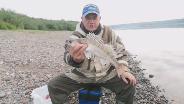 РЫБАЛКА НА РЕЗИНКУ НОЧЬЮ НА СУДАКА ЯЗЯ ЩУКУ . смотреть онлайн